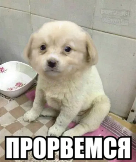 Щенок с надписью «Прорвёмся»