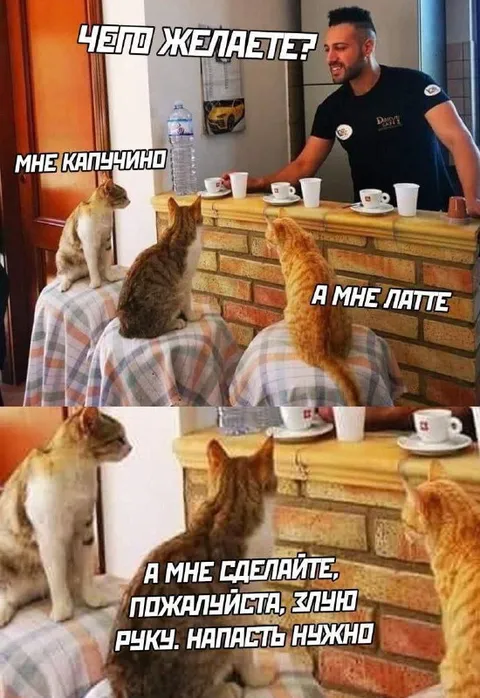 Коты заказывают кофе и злую руку