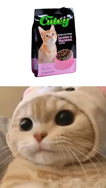 Cats React to Cat Food