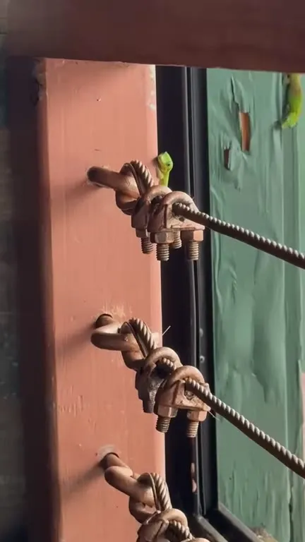 Lizard Appears on the Cable