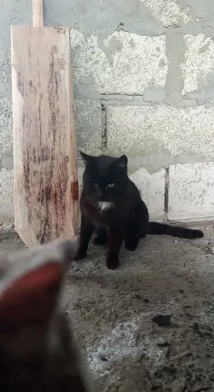 Кот идёт прямо в камеру