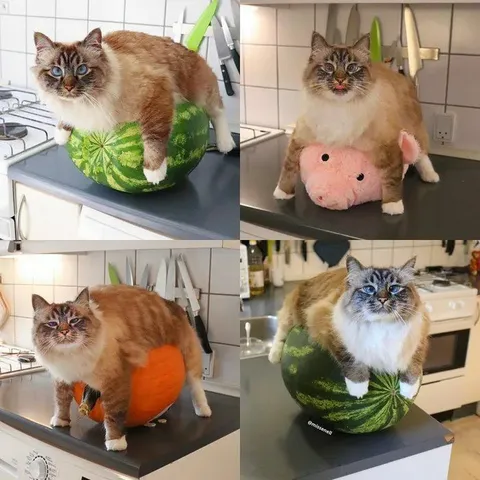 Кот на необычных овощах