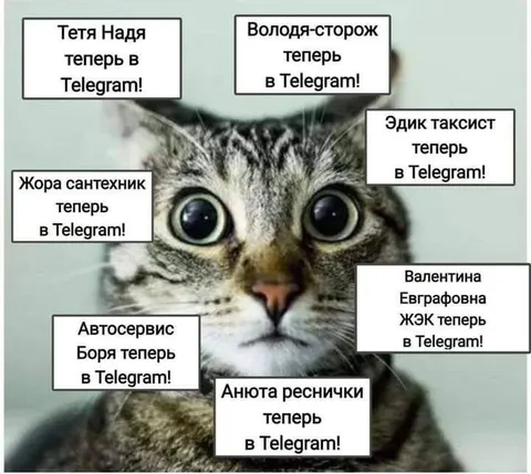 Все теперь в Telegram