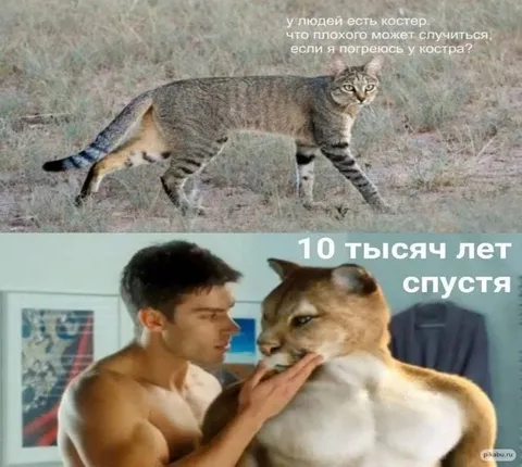 Кот погрелся у костра