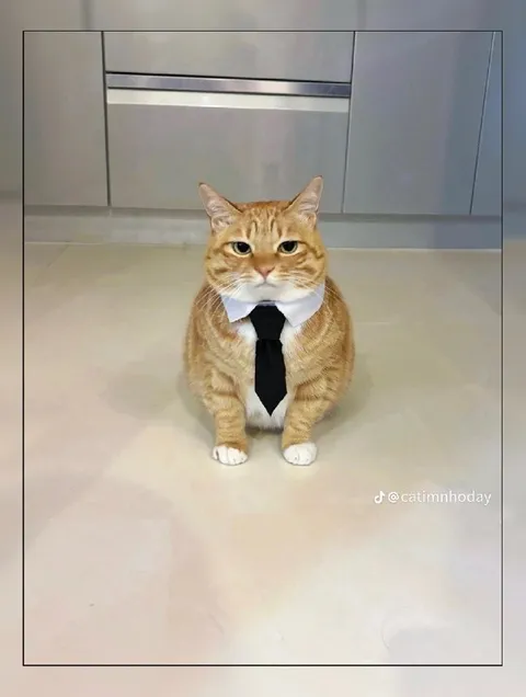 Кот на официальной встрече