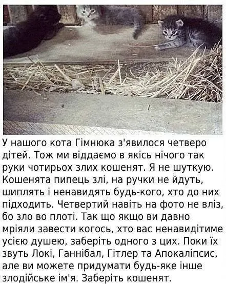 Злі кошенята шукають дім