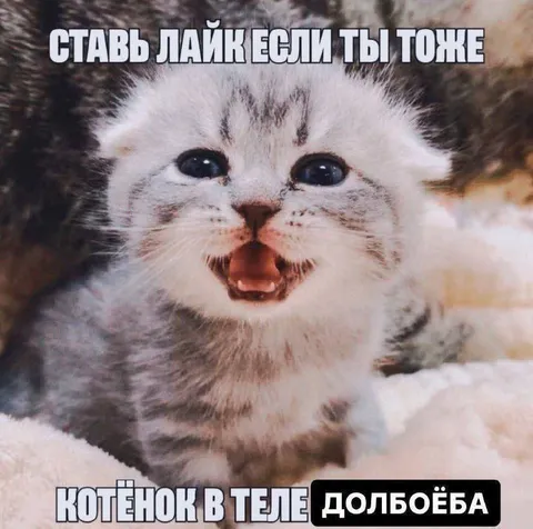 Котёнок в теле долбоёба