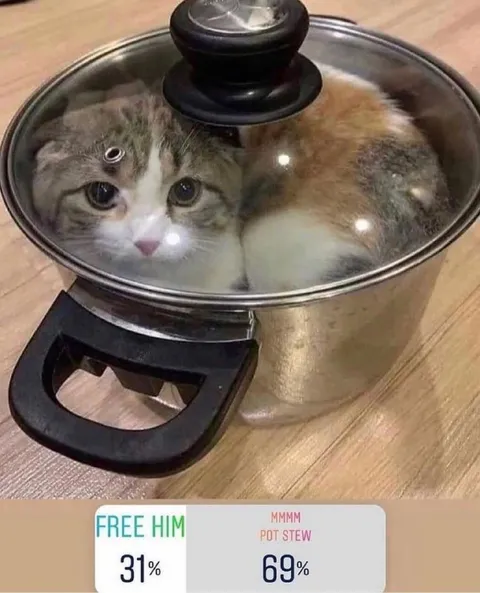 Котёнок в кастрюле