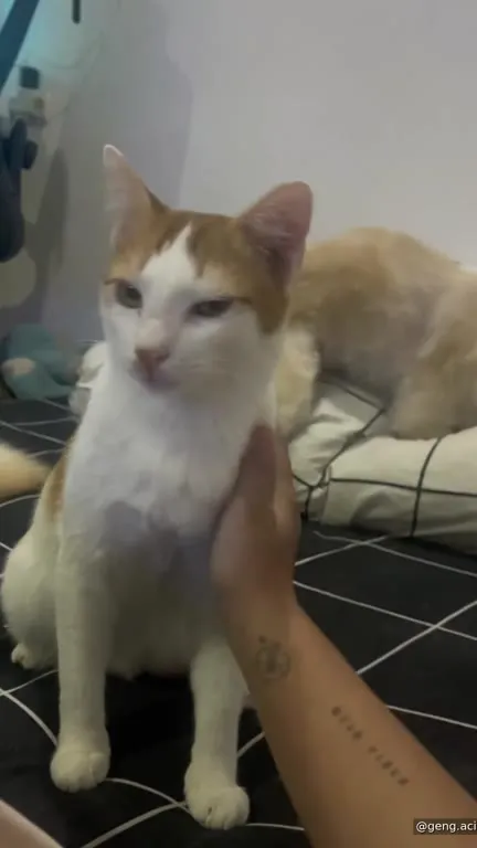 Кот под музыку Jatuh Suka