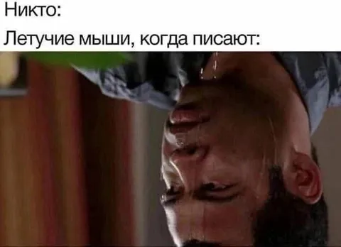 Летучие мыши, когда писают