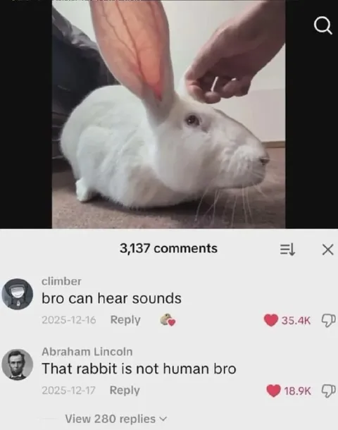 Rabbit Can Hear Everything