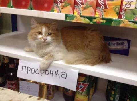 Кот на просрочке