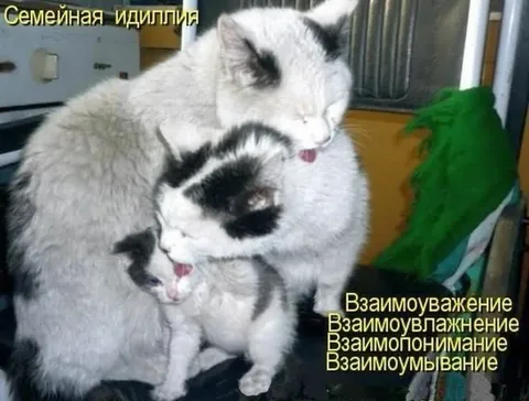 Семейная идиллия с кошками
