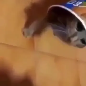 Кот застрял в банке