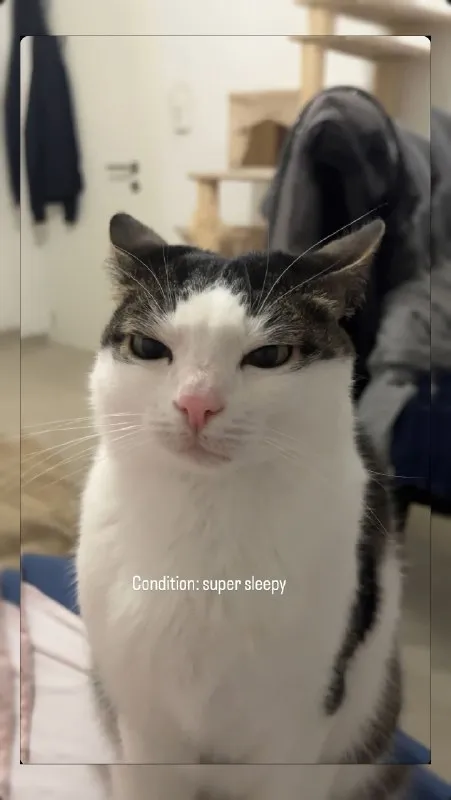 Super Sleepy Cat