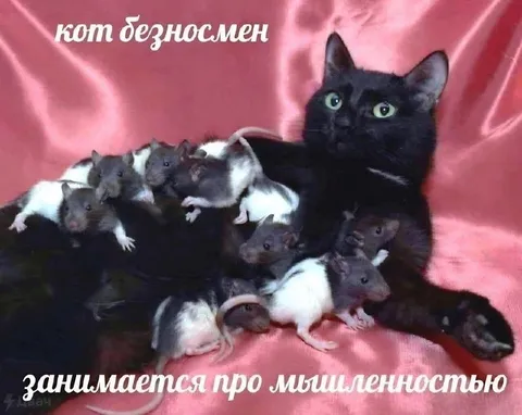 Бездомный кот с мышами