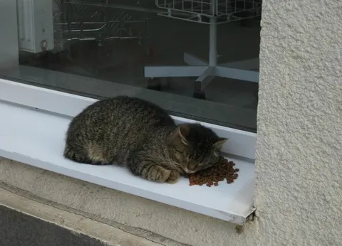 Кот уснул в корме
