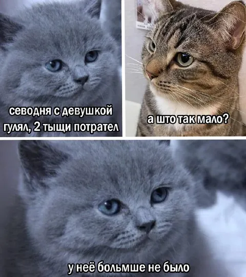 Два кота и потраченные деньги