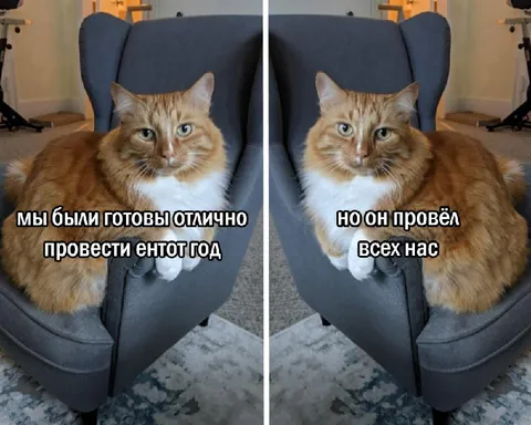 Кот подвёл итоги года