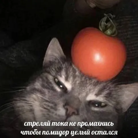 Кот с помидором на голове