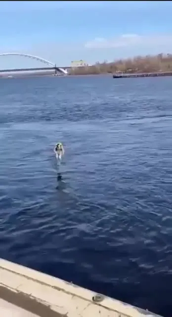 Собака принесла чемодан из воды