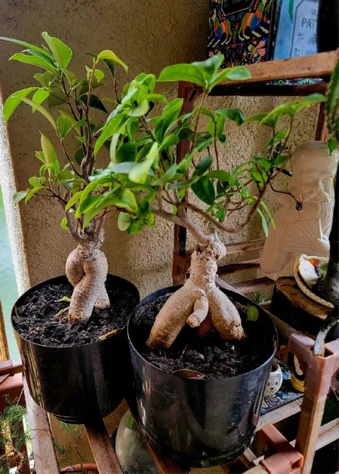 Фикусы с человеческими корнями