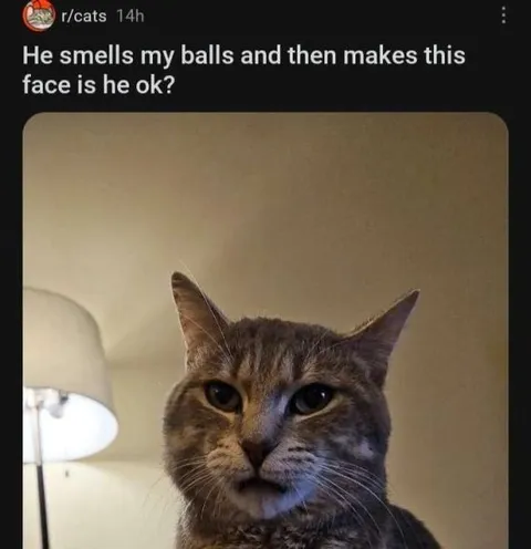 Cat Smells My Balls
