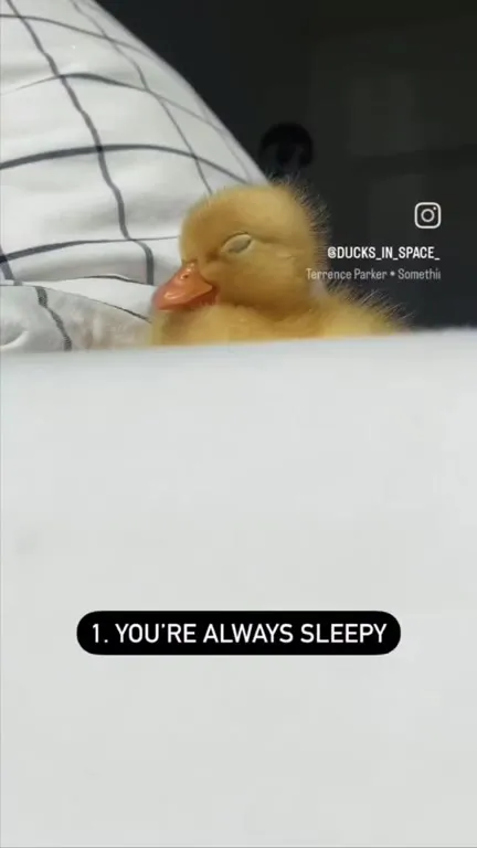 Four Signs You Might Be a Duck