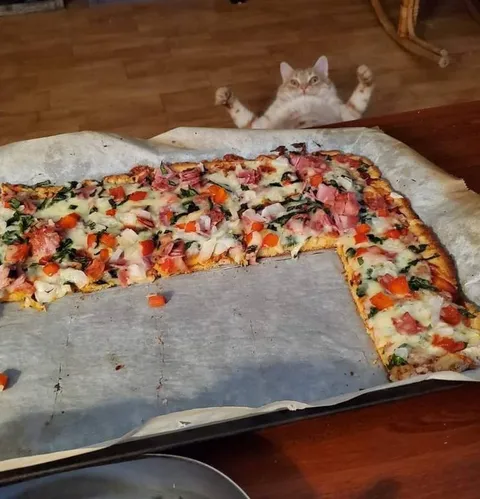 Кот просит кусочек пиццы