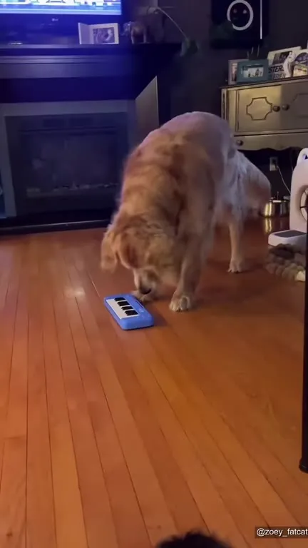 So You Think Your Pets Are Annoying?