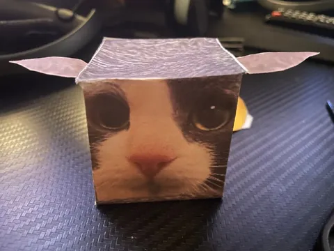 Кот в картонной коробке