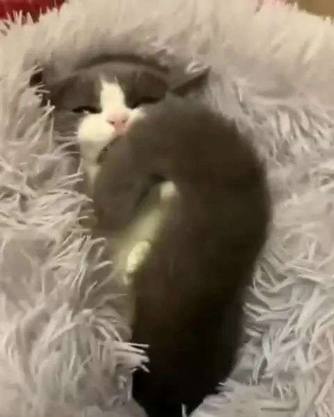 Котёнок прячется в пледе