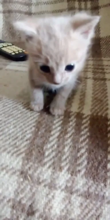 Котики по номерам и Сара