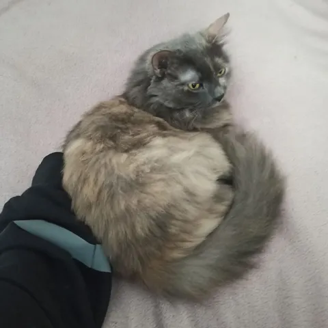 Сердитый пушистый кот