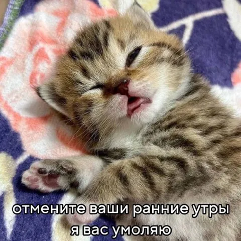 Котёнок отменяет ранние утра
