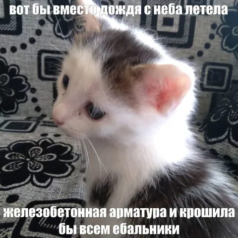Кот мечтает о железобетоне