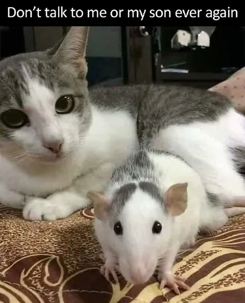 Don’t Talk to Me or My Son
