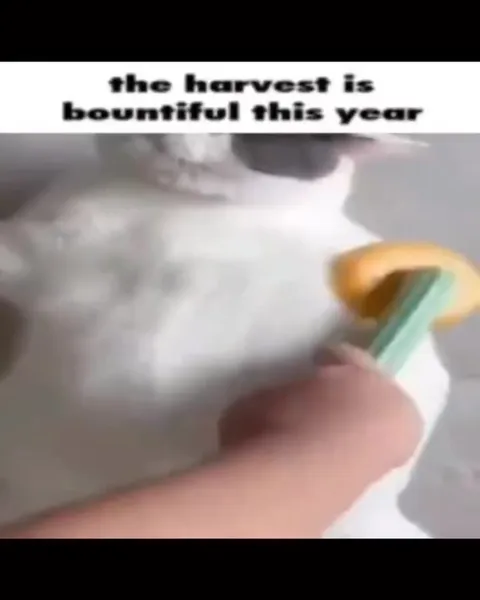 The Harvest Is Bountiful