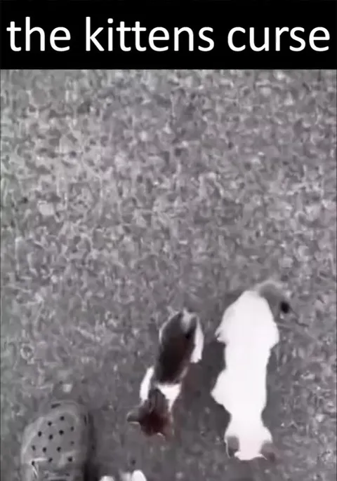 The Kittens Curse