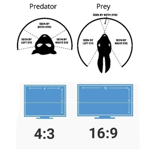 Predator Versus Prey Aspect Ratios