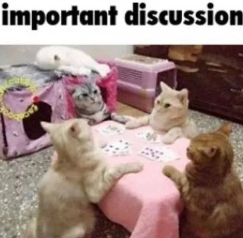 Important Cat Discussion