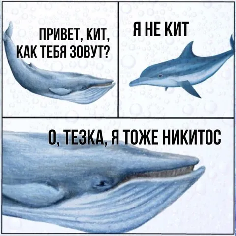 Кит по имени Никитос