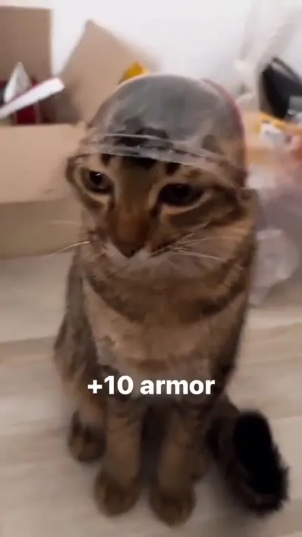 Cat With +10 Armor