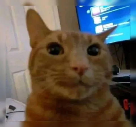Грустный рыжий кот