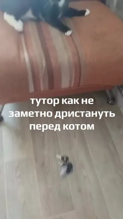 Как незаметно дристануть перед котом