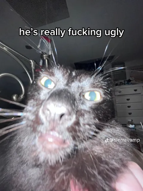 He’s Really Fucking Ugly Cat