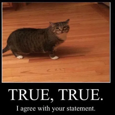 True, True Cat Agreement