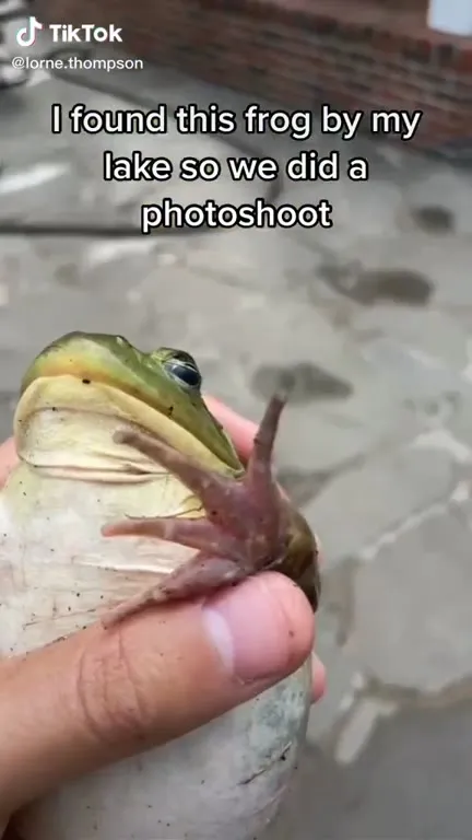 Frog Photoshoot by the Lake
