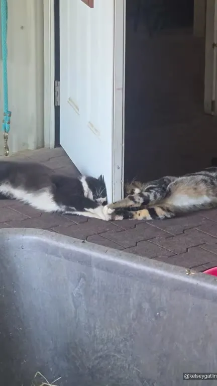 Коты играют лапками через дверь