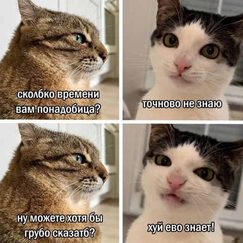 Коты не знают, сколько времени